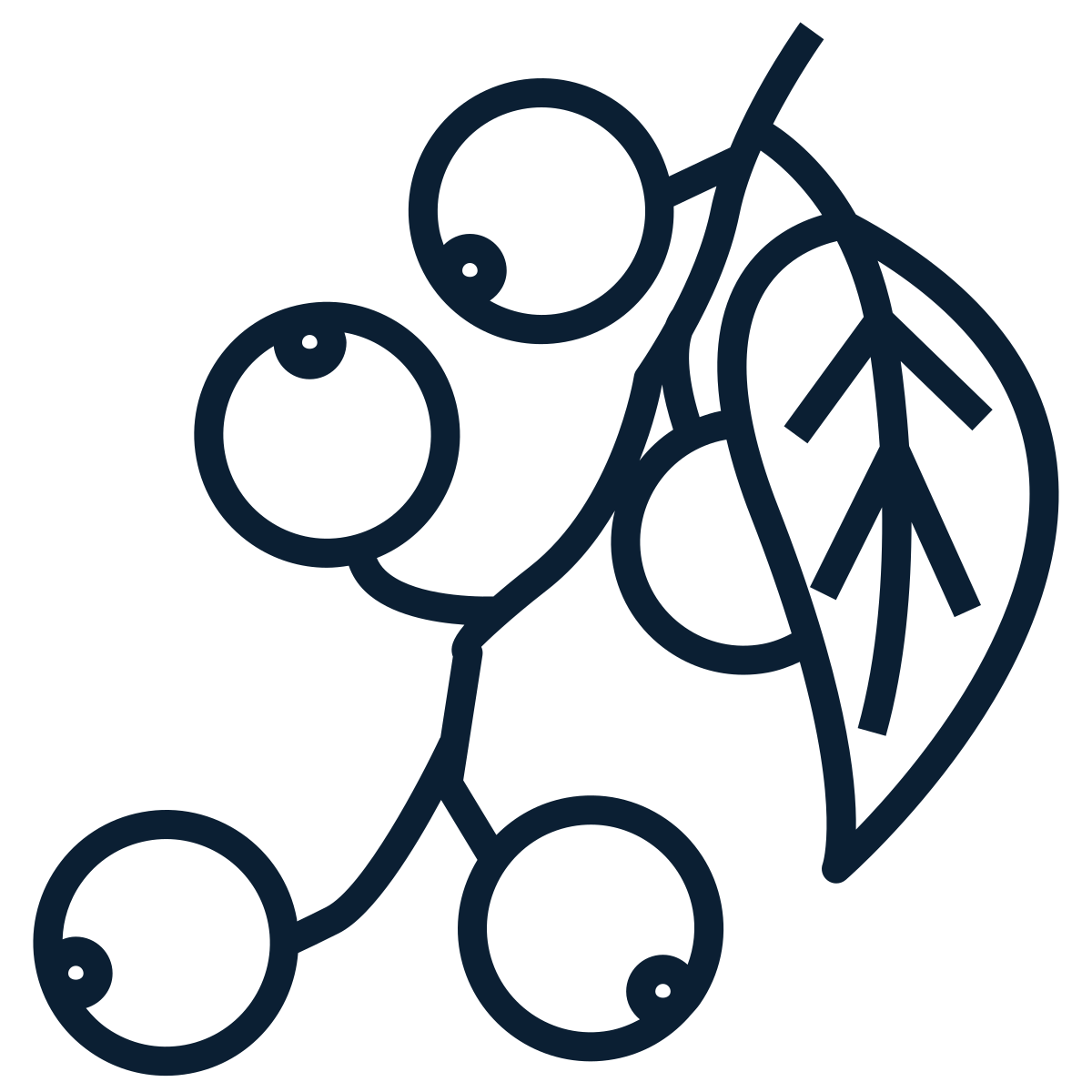 Apothecary - Berries