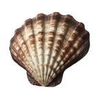 Lions Paw Shell