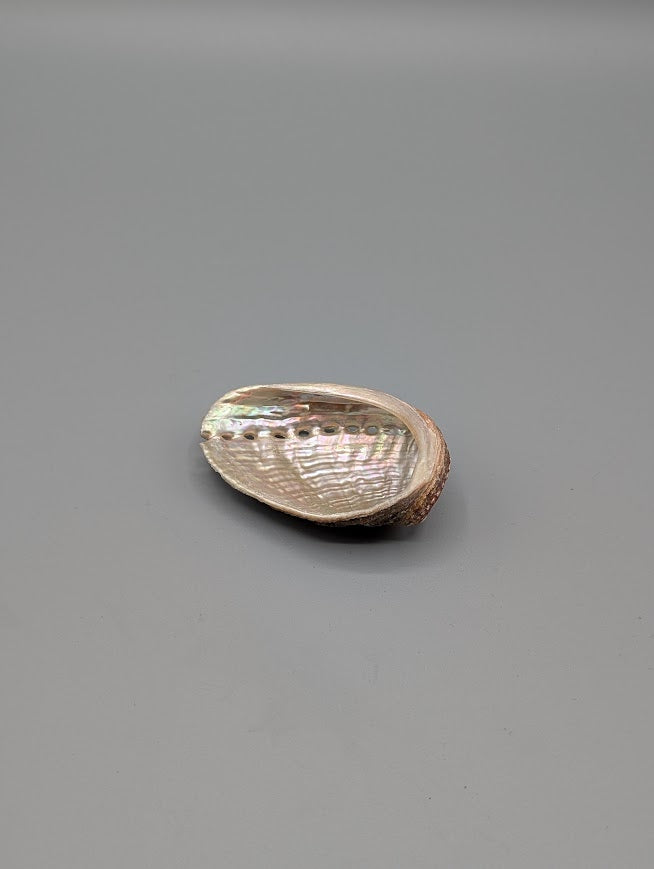 Abalone Shell Sml