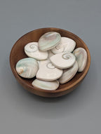 Shiva Shell