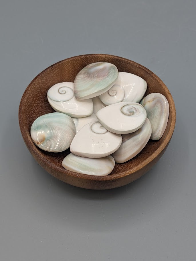 Shiva Shell