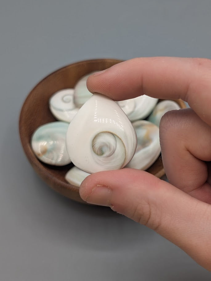 Shiva Shell