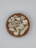 Dalmatian Jasper Tumble