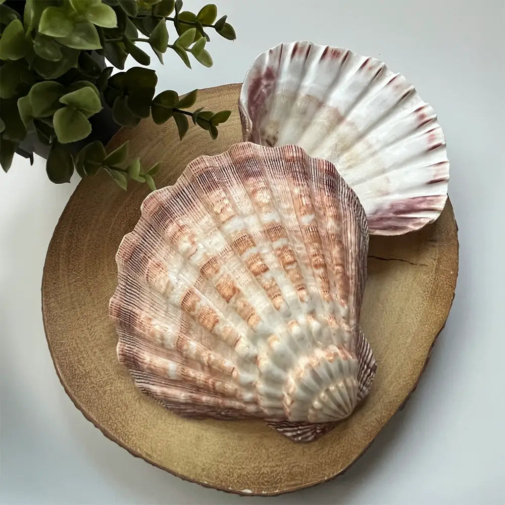 Lions Paw Shell