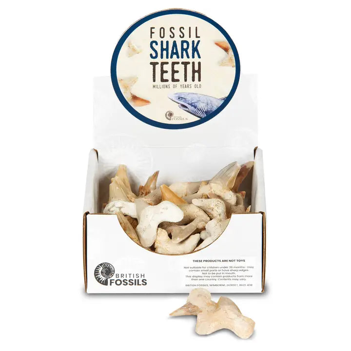 Fossil Shark Tooth