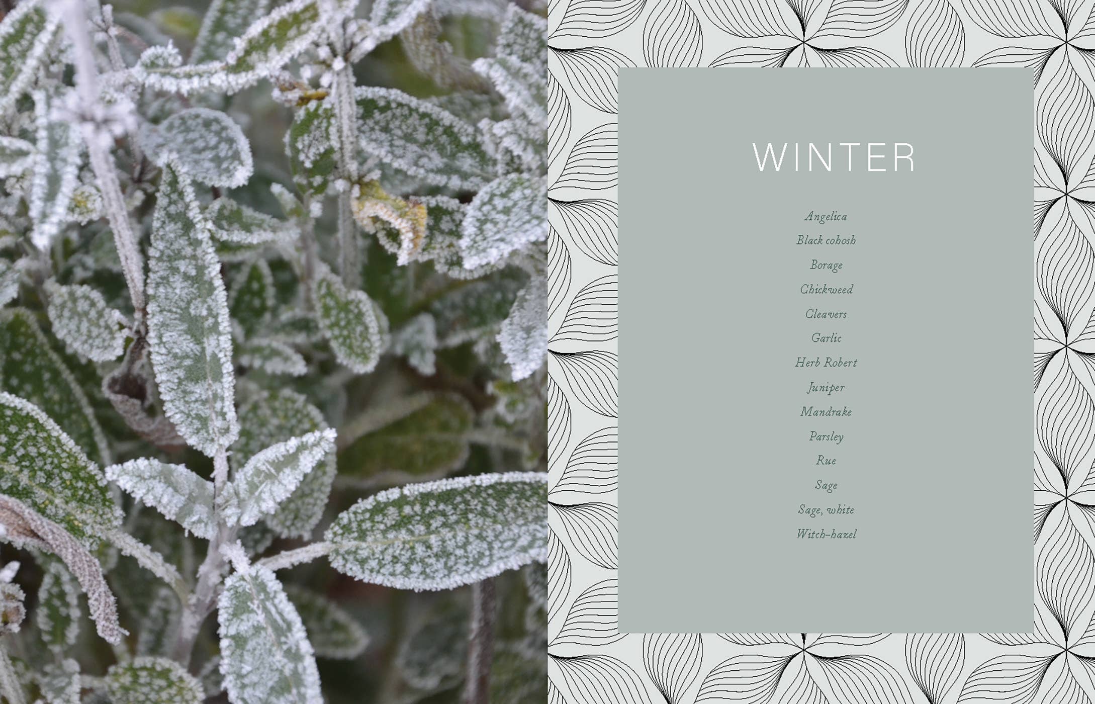 Plants of Power by Stacey Demarco & Miranda Mueller