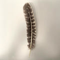 Feathers - Large