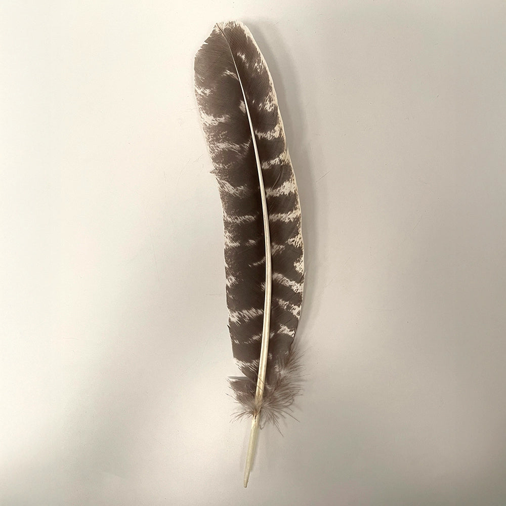 Feathers - Large